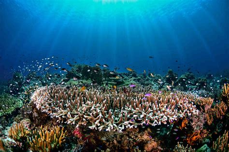 How To Pronounce Tubbataha Reef: Tubbataha Reef pronunciation.